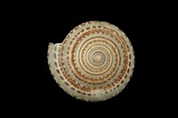 藏品(車輪螺)的圖片